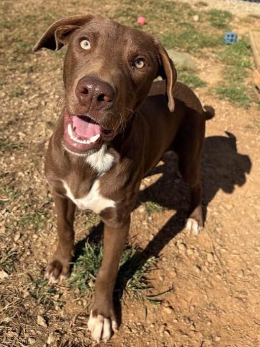 Enlarge Briley, a Adoptable mixed breed in Munfordville, KY image 2/3