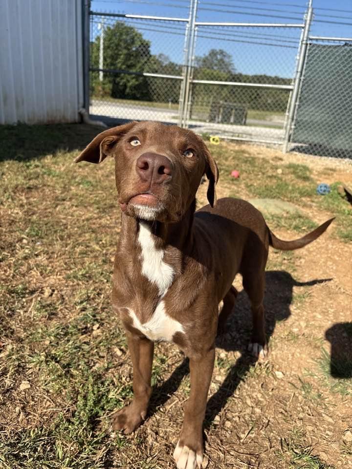 Enlarge Briley, a Adoptable mixed breed in Munfordville, KY image 3/3