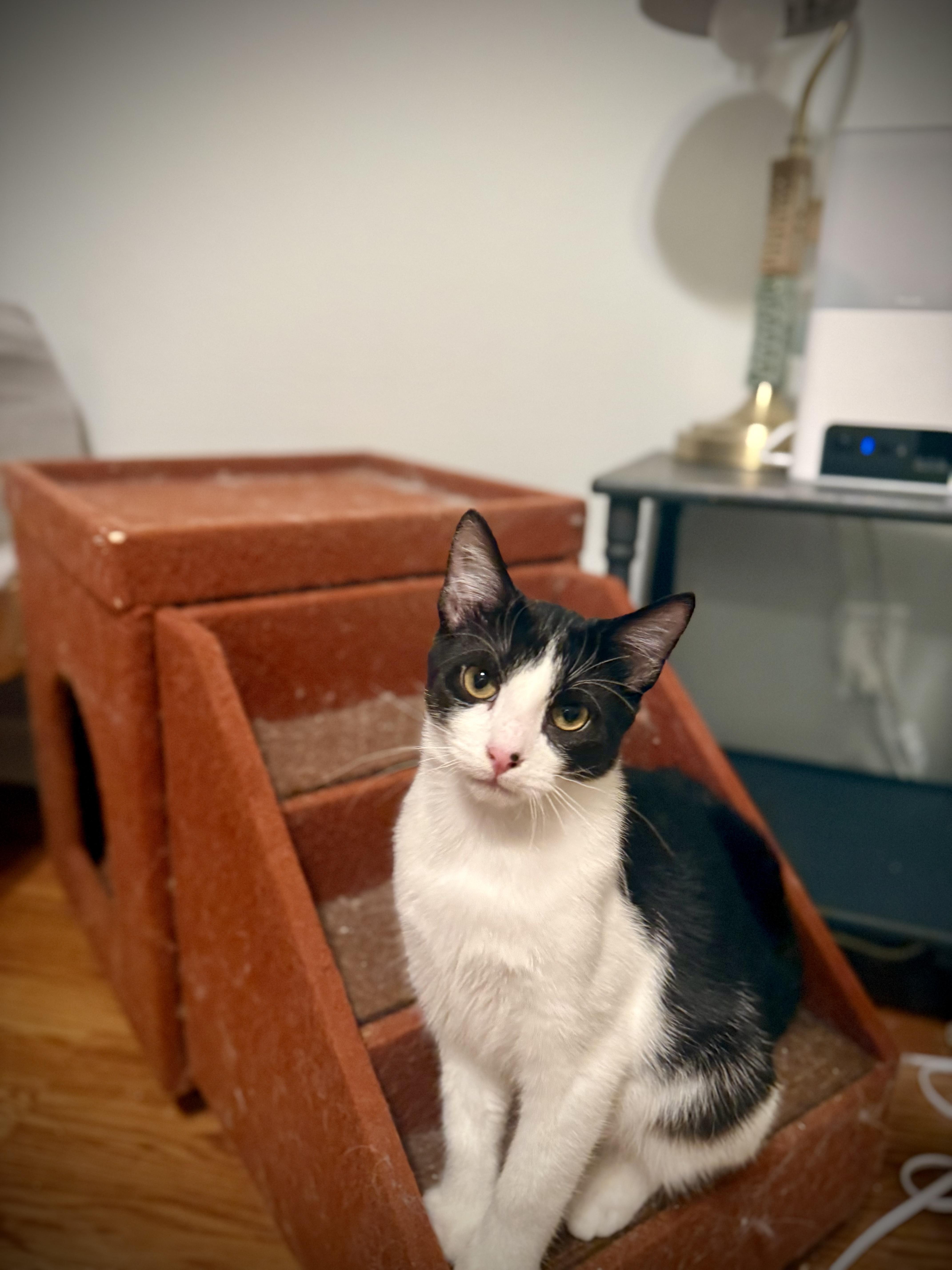 Kuddles