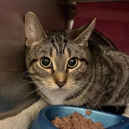 Enlarge Mabel, a Adoptable mixed breed in Madison, WI image 1/1