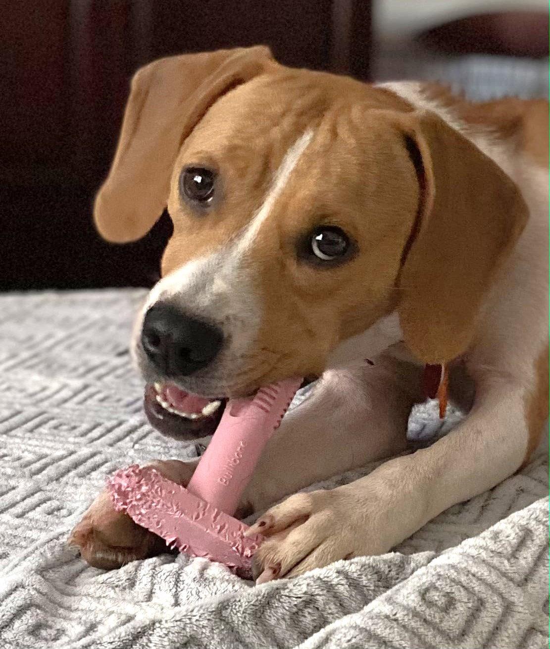 Susanna, Adoptable, Adult Female Beagle.
