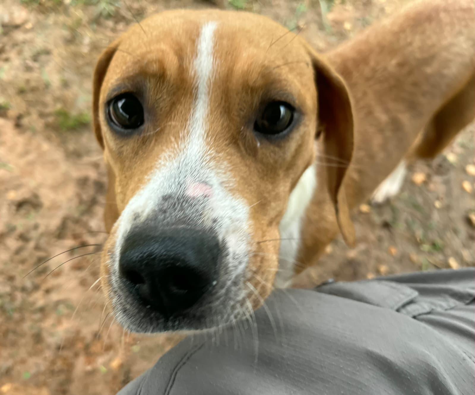 Enlarge Susanna, a Adoptable Beagle in Dunnellon, FL image 2/3