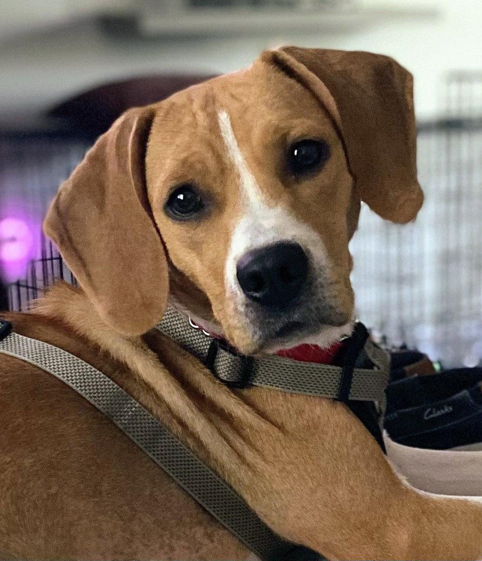 Enlarge Susanna, a Adoptable Beagle in Dunnellon, FL image 3/3