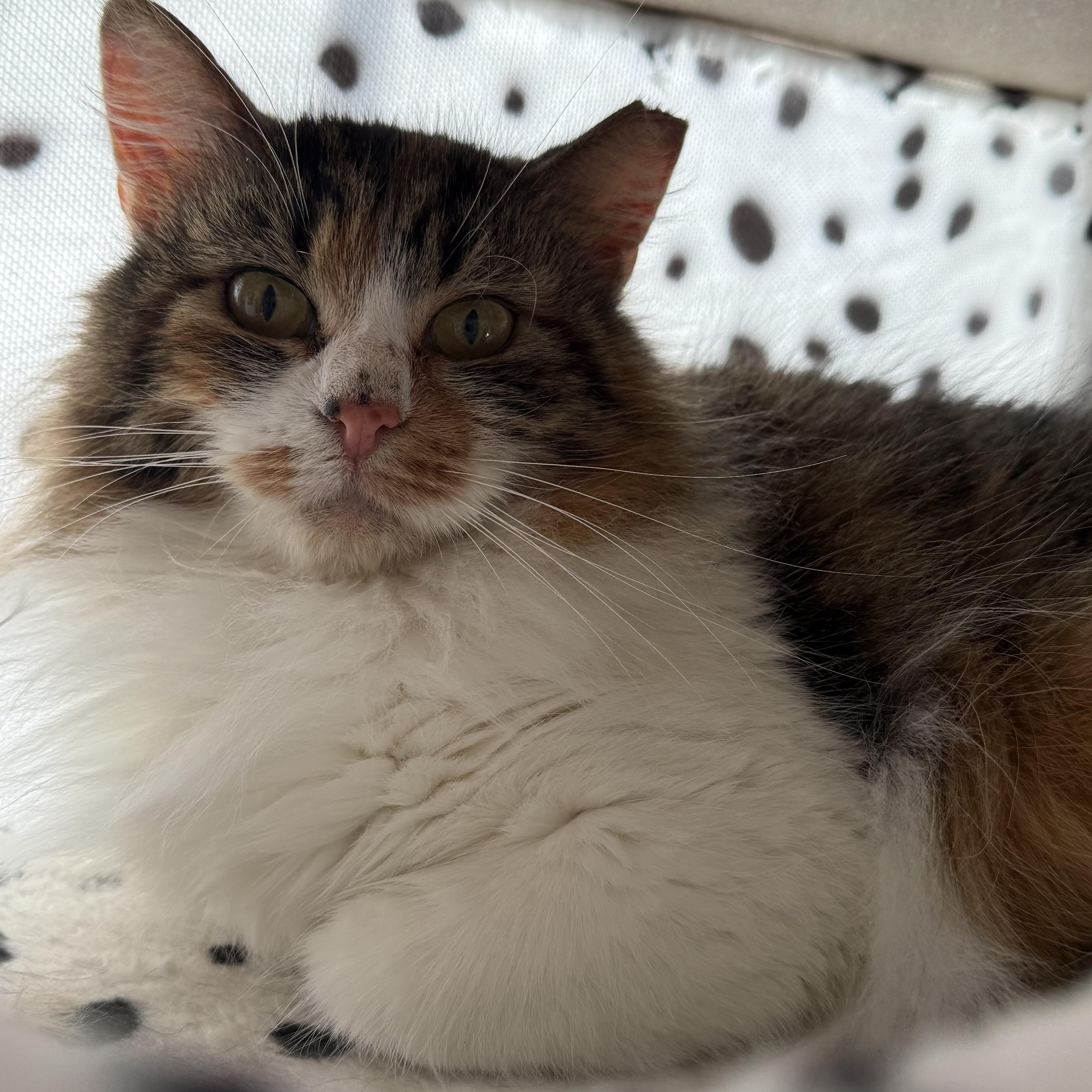 Martini , ADOPTABLE, Adult Female Domestic Long Hair.