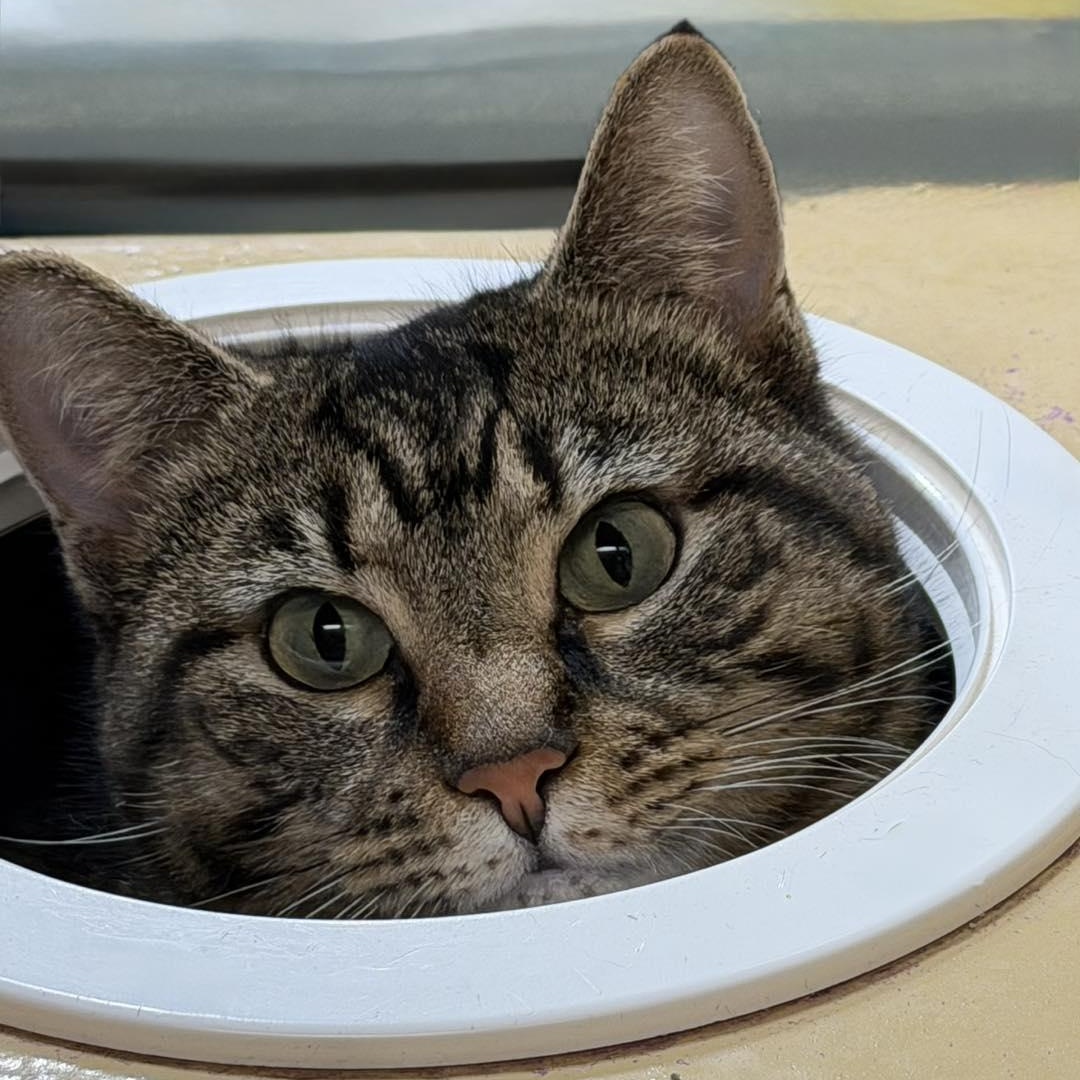 Enlarge Kanga, a Adoptable Domestic Short Hair in Martinsville, IN image 5/5