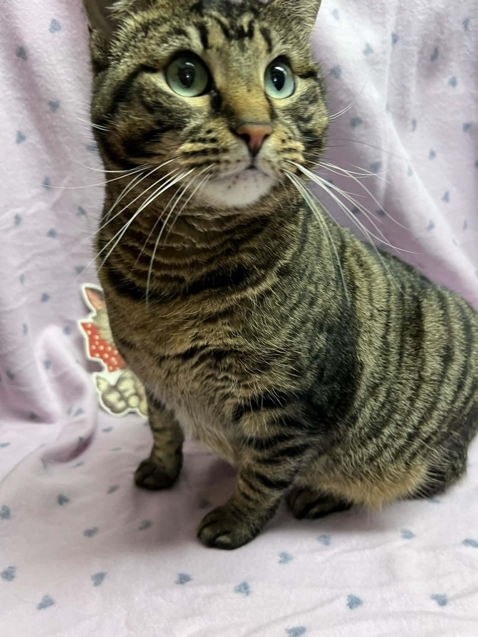 Kanga, Adoptable, Adult Female Domestic Short Hair.