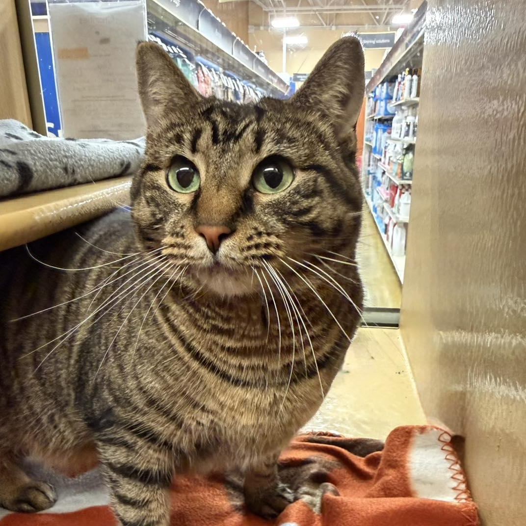 Enlarge Kanga, a Adoptable Domestic Short Hair in Martinsville, IN image 4/5