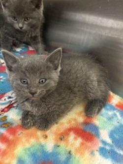Enlarge Misty, an adopted Domestic Short Hair in Black River Falls, WI image 1/1