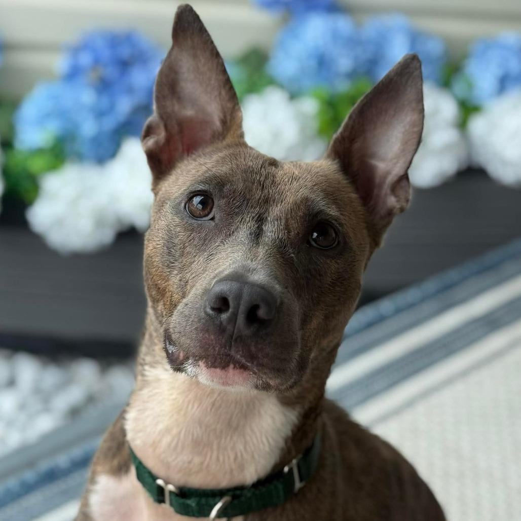 Enlarge Seal, a Adoptable mixed breed in Greensboro, NC image 1/5