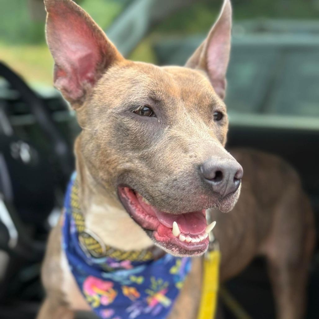 Enlarge Seal, a Adoptable mixed breed in Greensboro, NC image 2/5