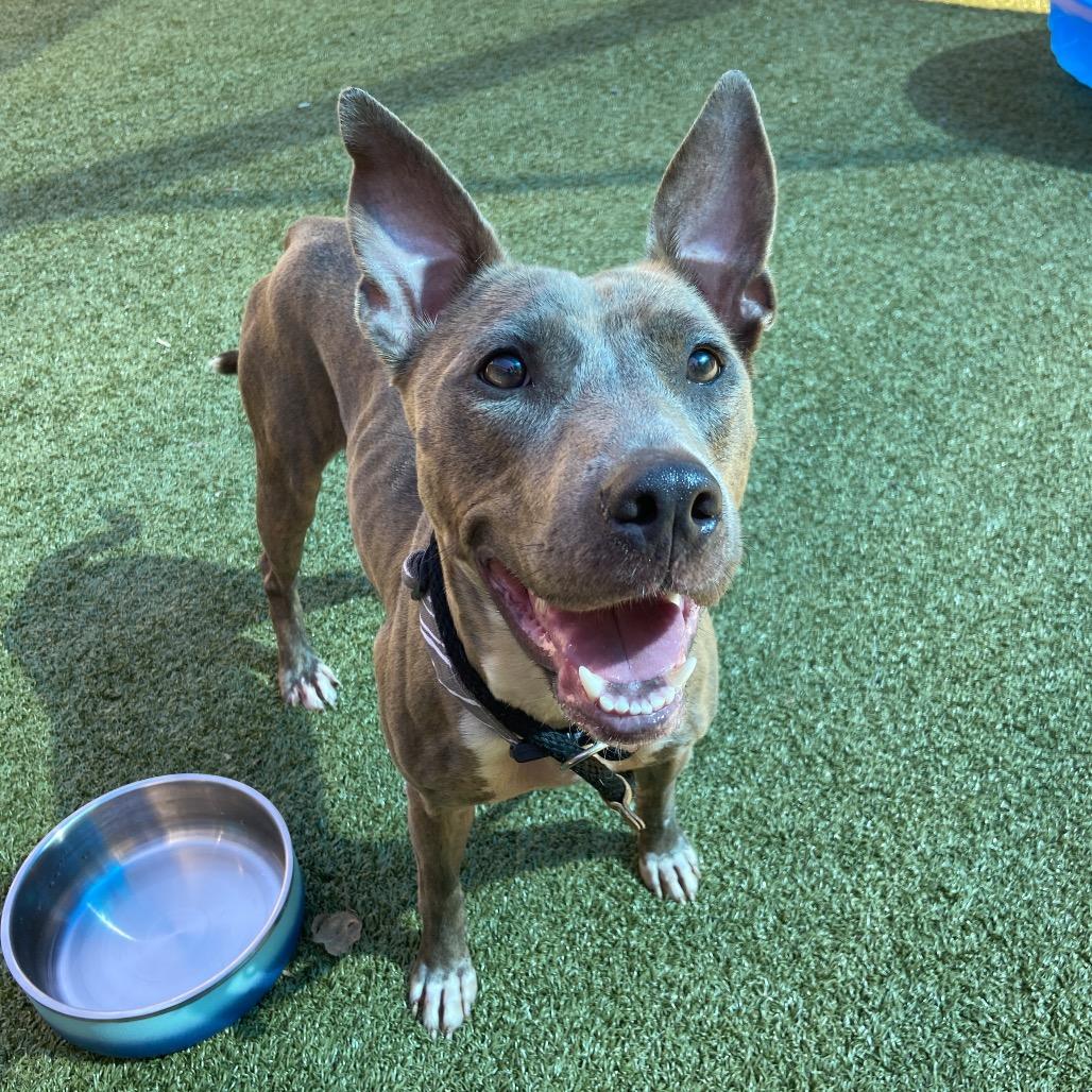 Enlarge Seal, a Adoptable mixed breed in Greensboro, NC image 3/5