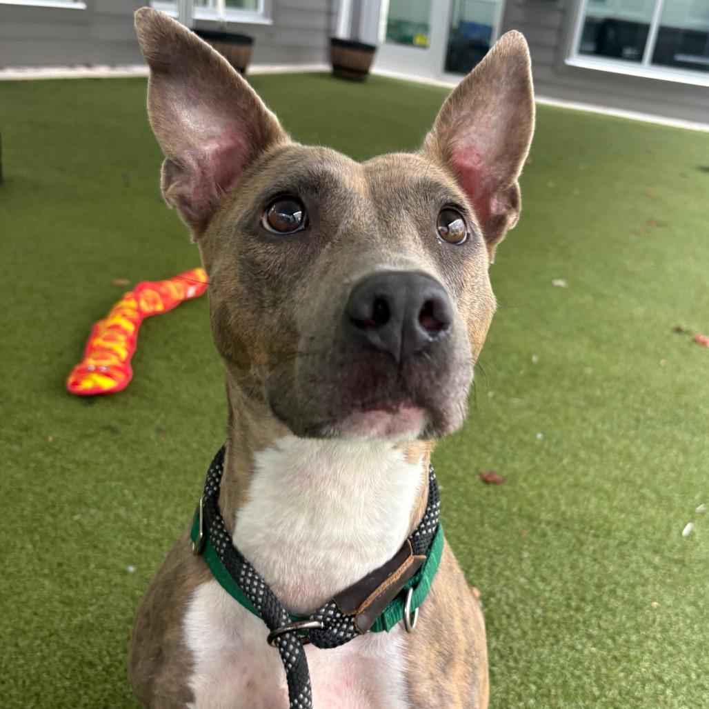 Enlarge Seal, a Adoptable mixed breed in Greensboro, NC image 4/5