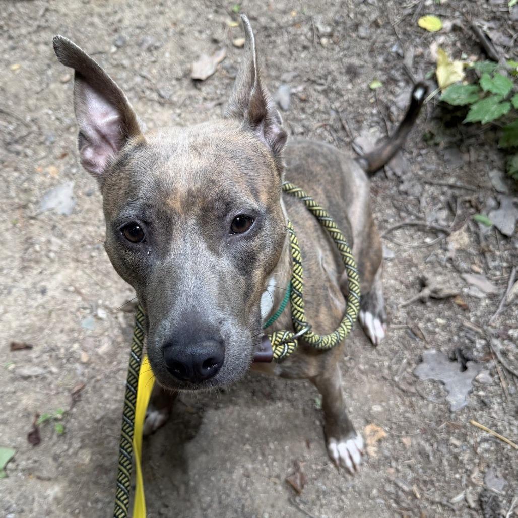 Enlarge Seal, a Adoptable mixed breed in Greensboro, NC image 5/5