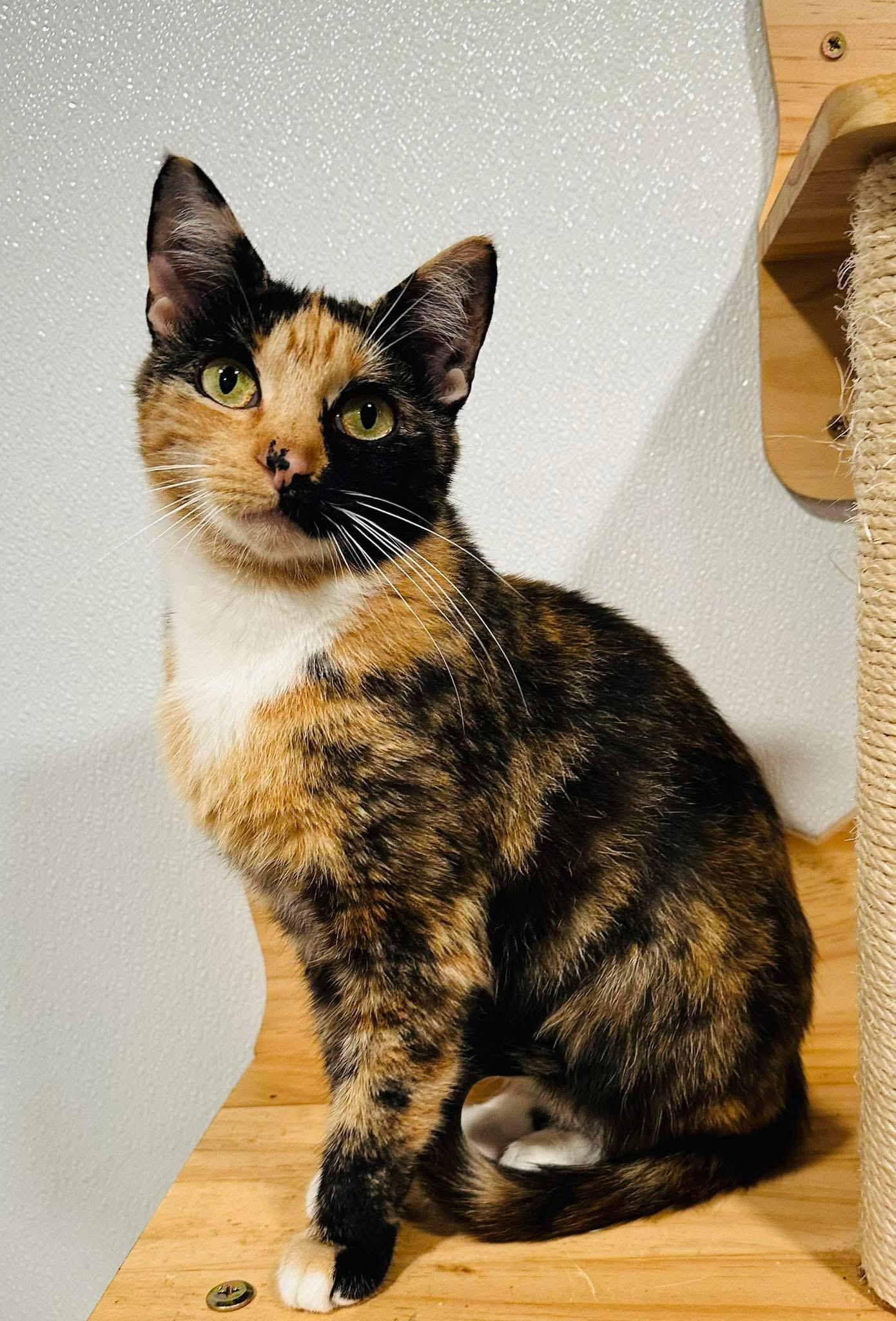 Enlarge Maple, a Adoptable mixed breed in Brooks, ME image 1/1