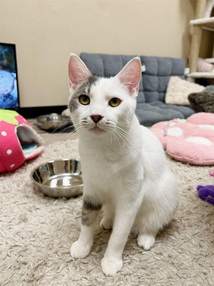 Enlarge Gilbert Roofcat, a Adoptable Domestic Short Hair in Chandler, AZ image 1/6