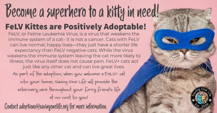 Enlarge Gilbert Roofcat, a Adoptable Domestic Short Hair in Chandler, AZ image 1/3