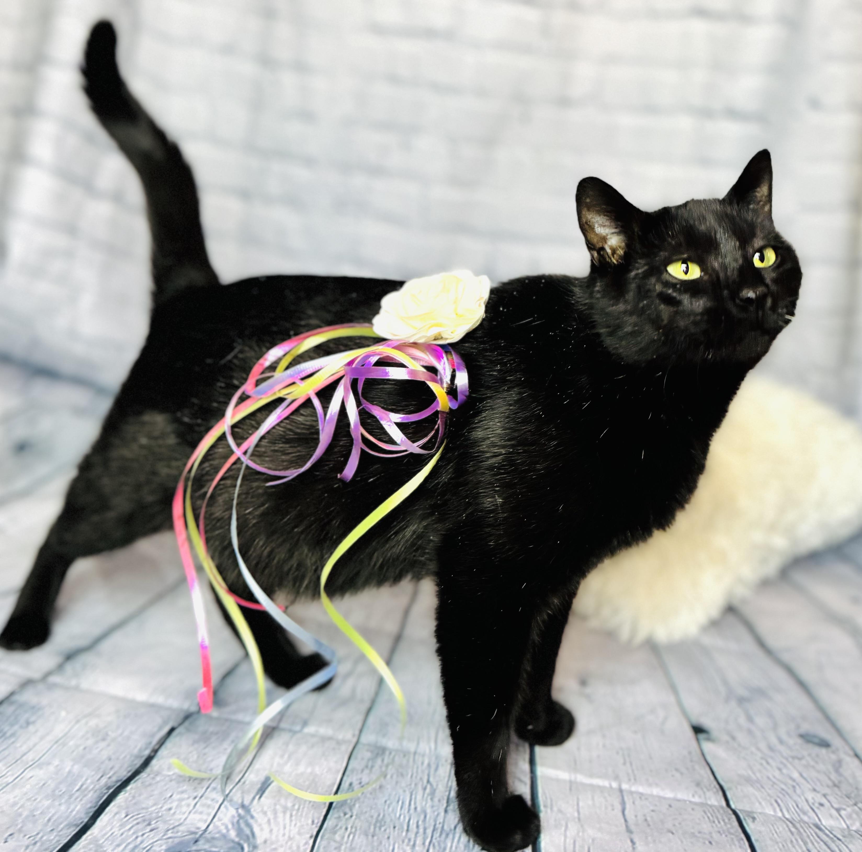 Diamond, a Adoptable American Shorthair in Rixeyville, VA image 3/5
