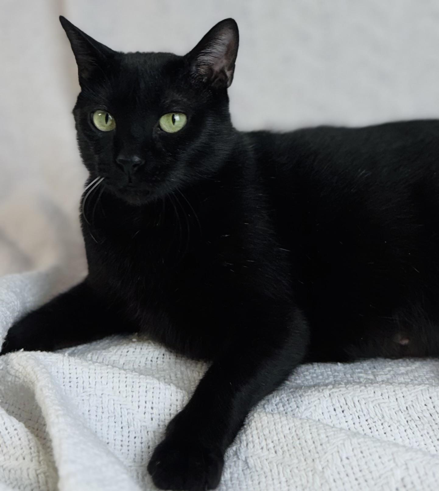 Diamond, a Adoptable American Shorthair in Rixeyville, VA image 2/5