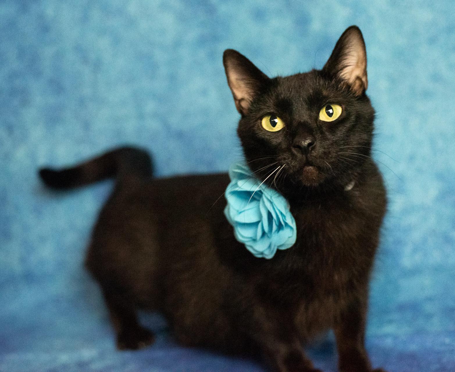 Diamond, a Adoptable American Shorthair in Rixeyville, VA image 4/5