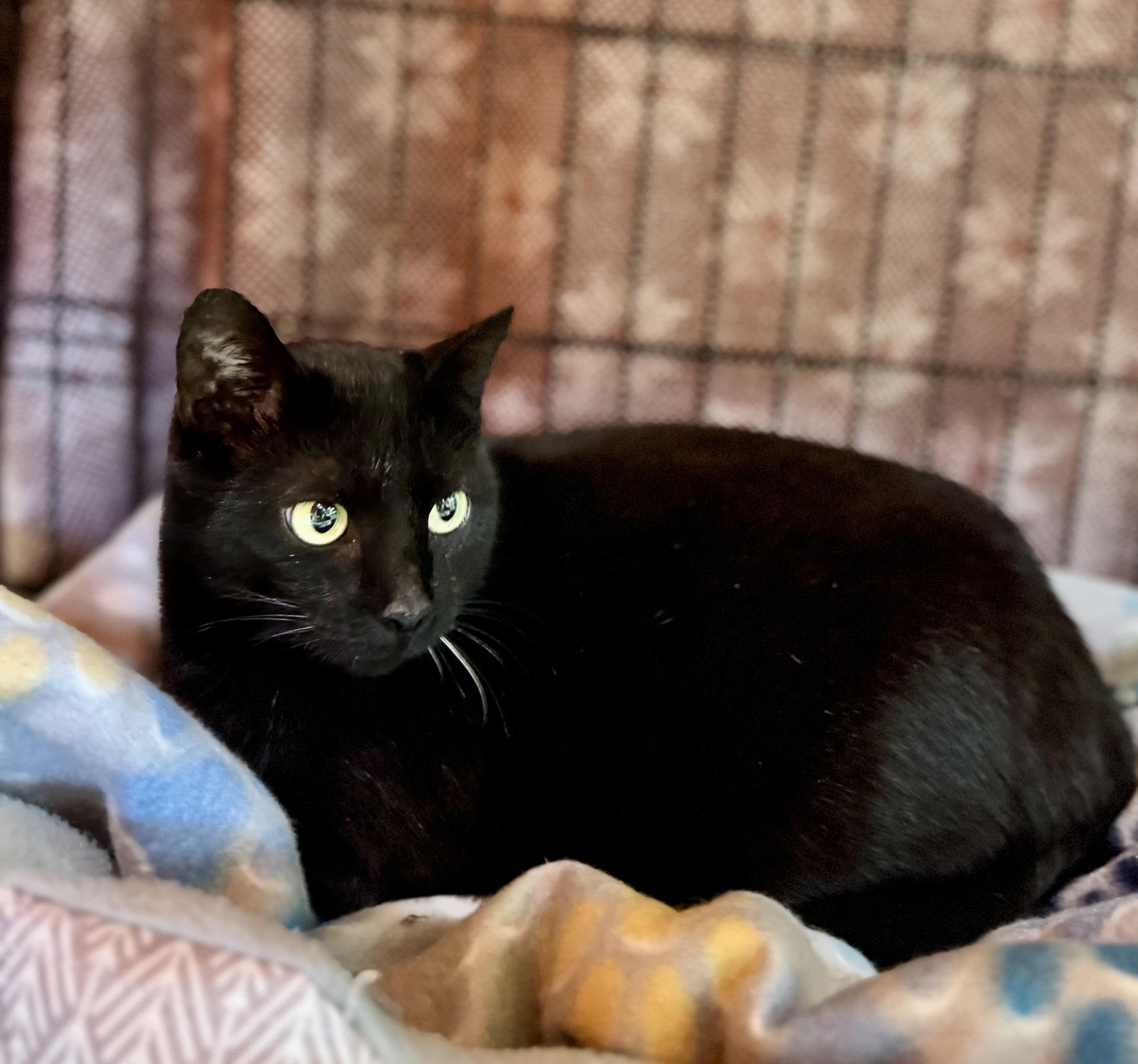 Diamond, a Adoptable American Shorthair in Rixeyville, VA image 5/5