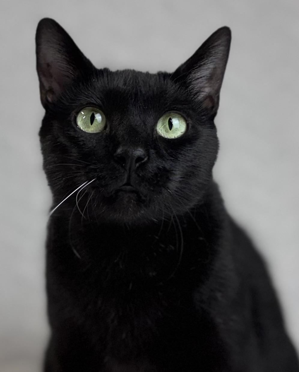 Diamond, a Adoptable American Shorthair in Rixeyville, VA image 1/5