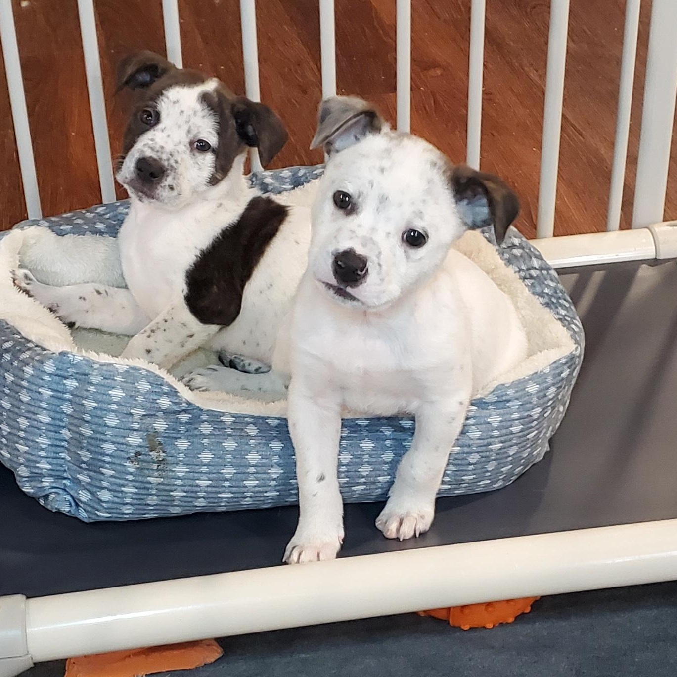 Enlarge Bobby, a Adoptable mixed breed in Blairstown, NJ image 6/6