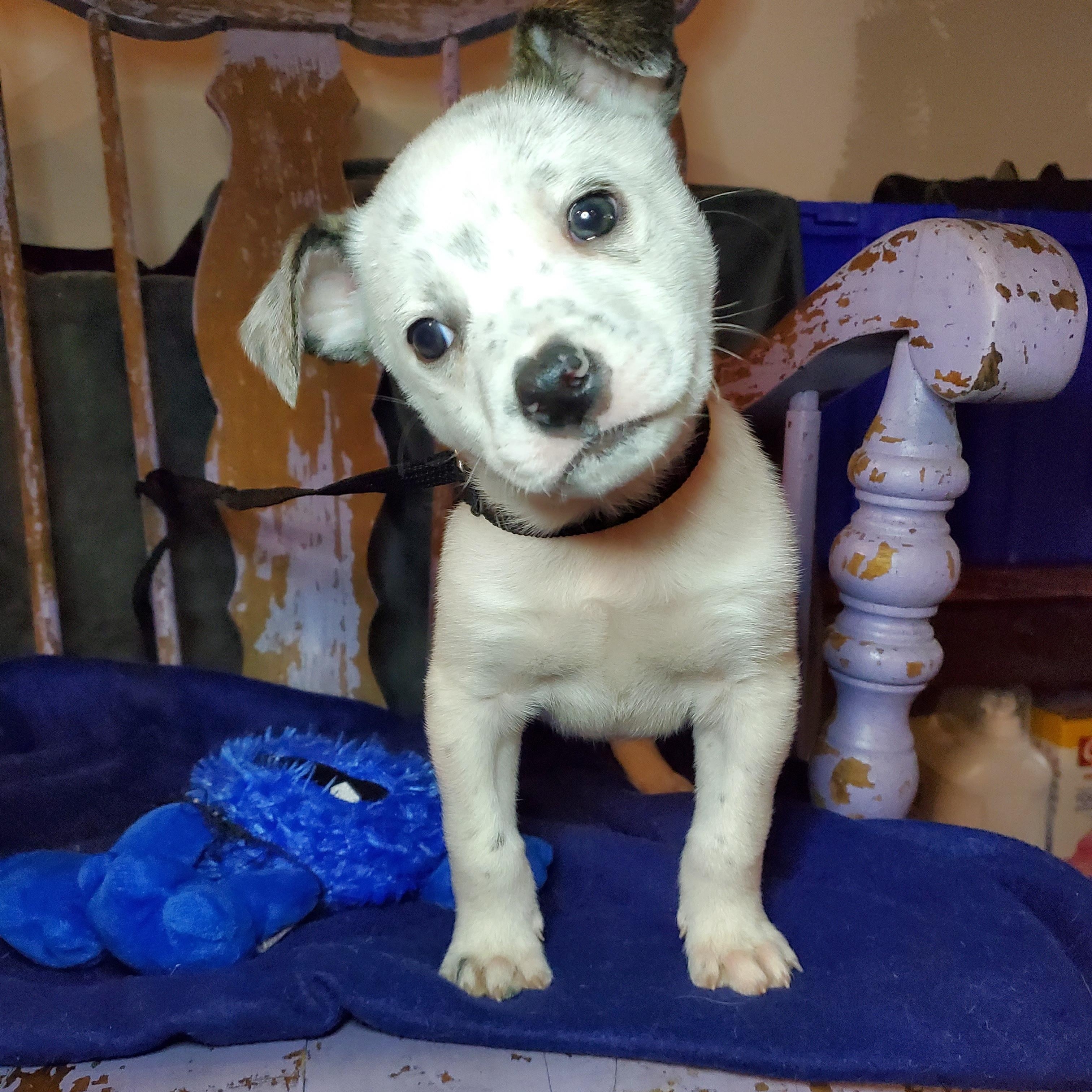 Enlarge Bobby, a Adoptable mixed breed in Blairstown, NJ image 5/6