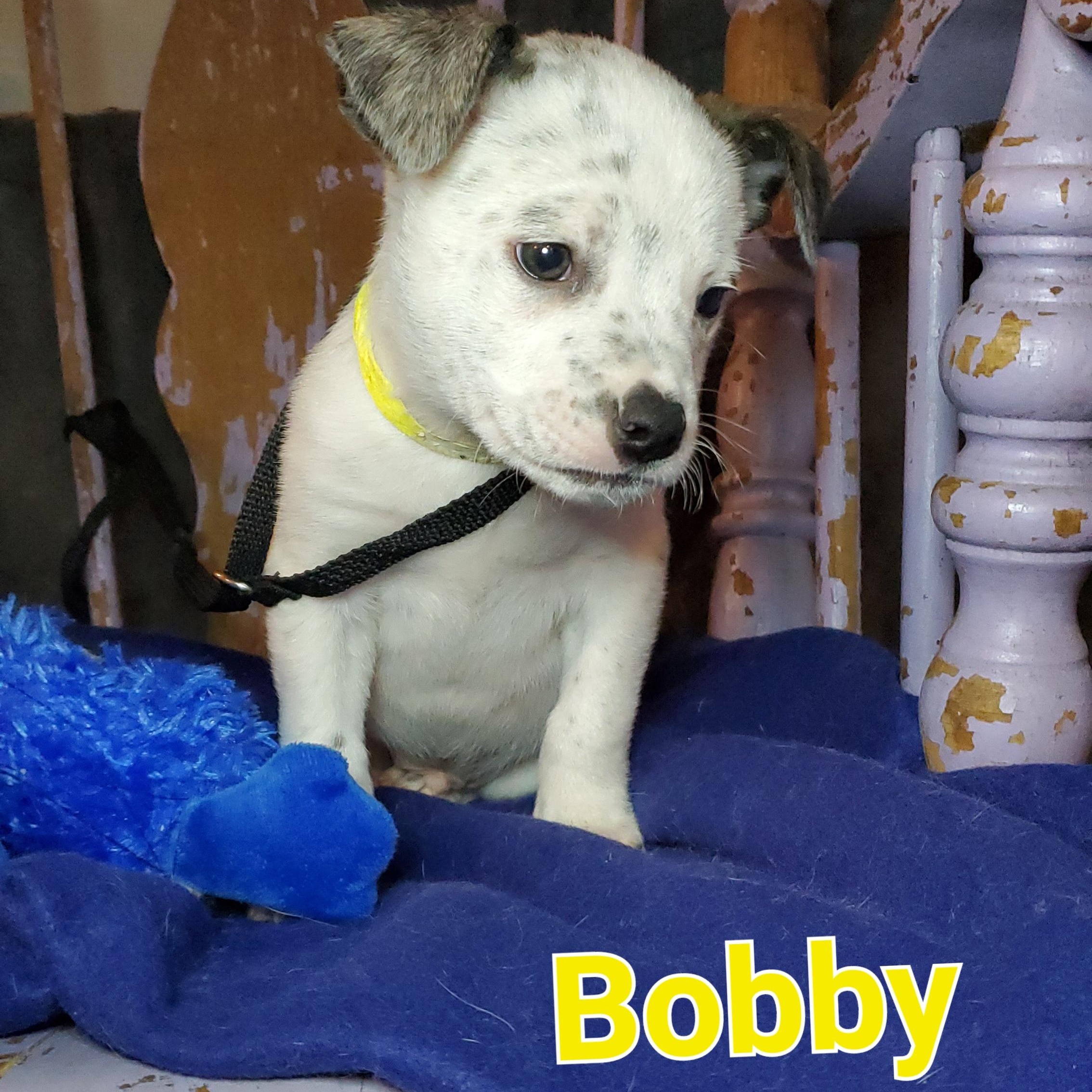 Bobby, Adoptable, Puppy Male American Bulldog & Australian Cattle Dog / Blue Heeler.