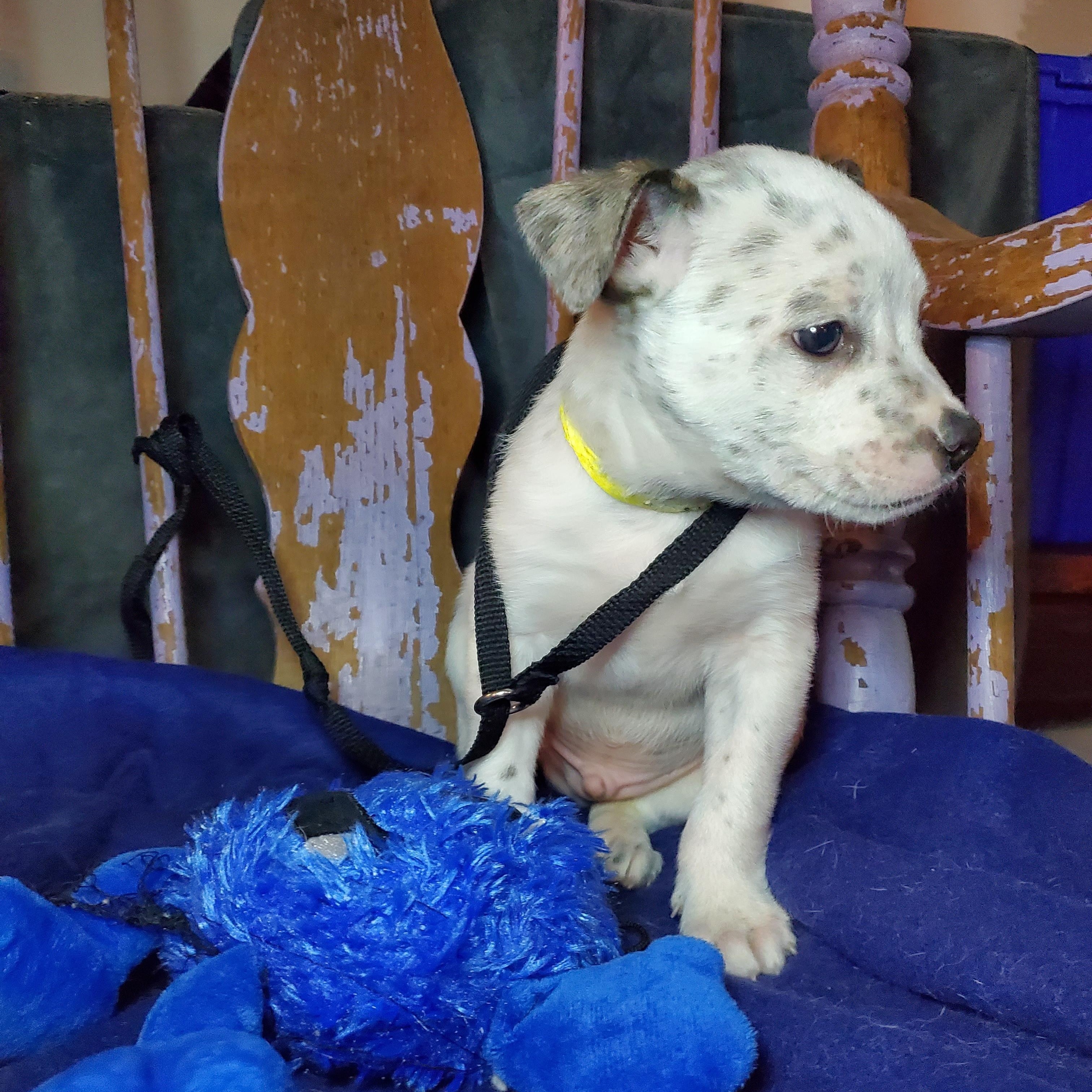 Enlarge Bobby, a Adoptable mixed breed in Blairstown, NJ image 4/6