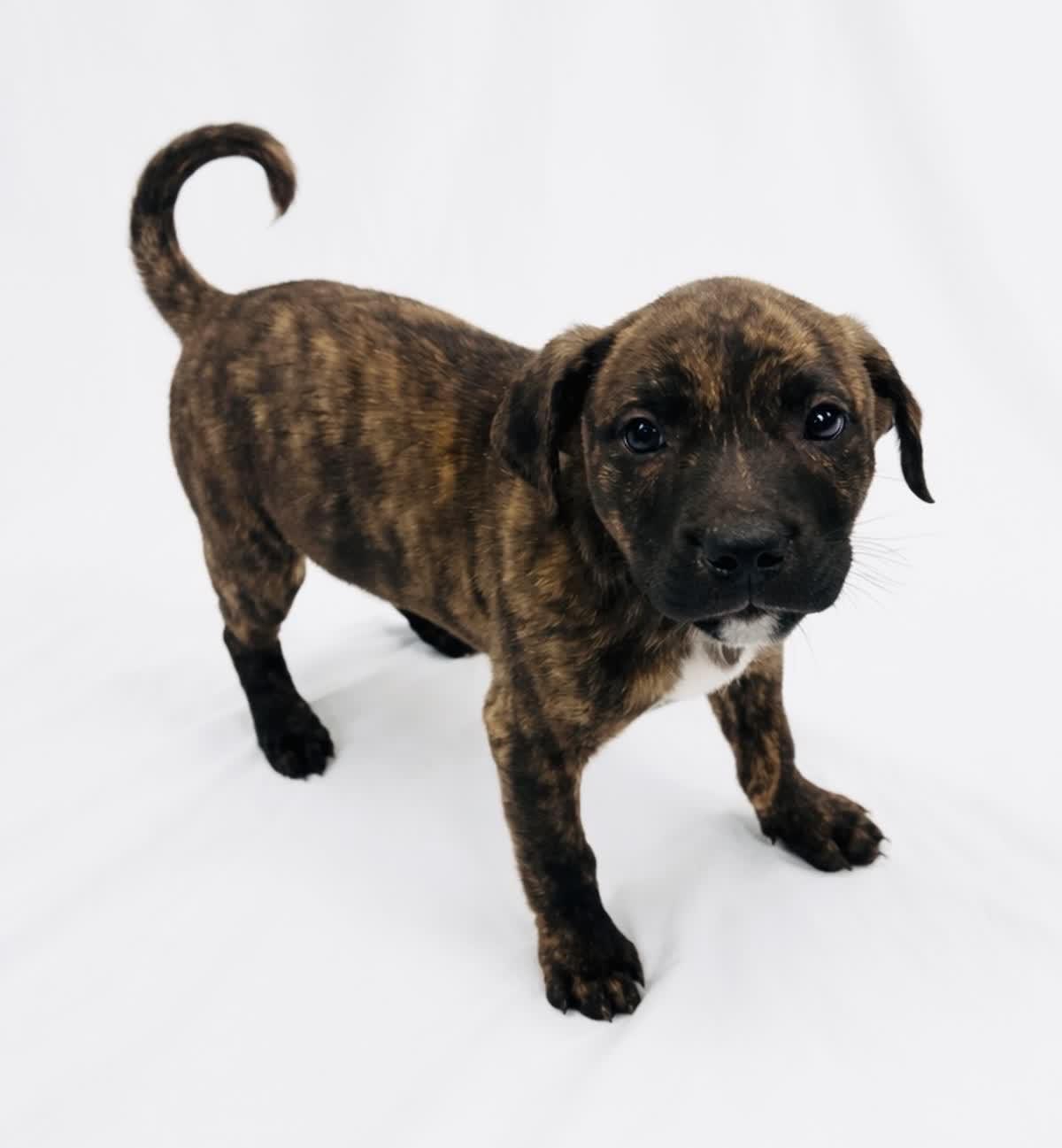 Enlarge Domino #0073, a ADOPTABLE mixed breed in Waldorf, MD image 1/1