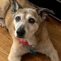 Enlarge Barbara, a Adoptable mixed breed in North Little Rock, AR image 1/1