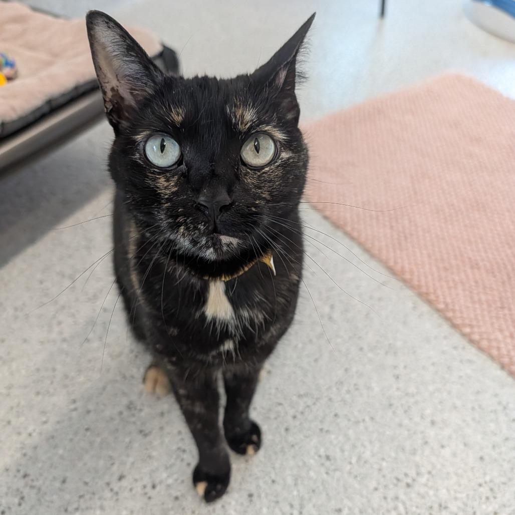 Enlarge Tarheel, a Adoptable Domestic Short Hair in Winston Salem, NC image 1/2