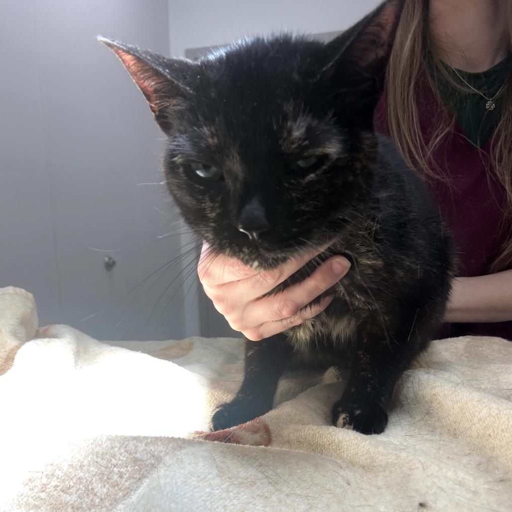 Enlarge Tarheel, a Adoptable Domestic Short Hair in Winston Salem, NC image 2/2