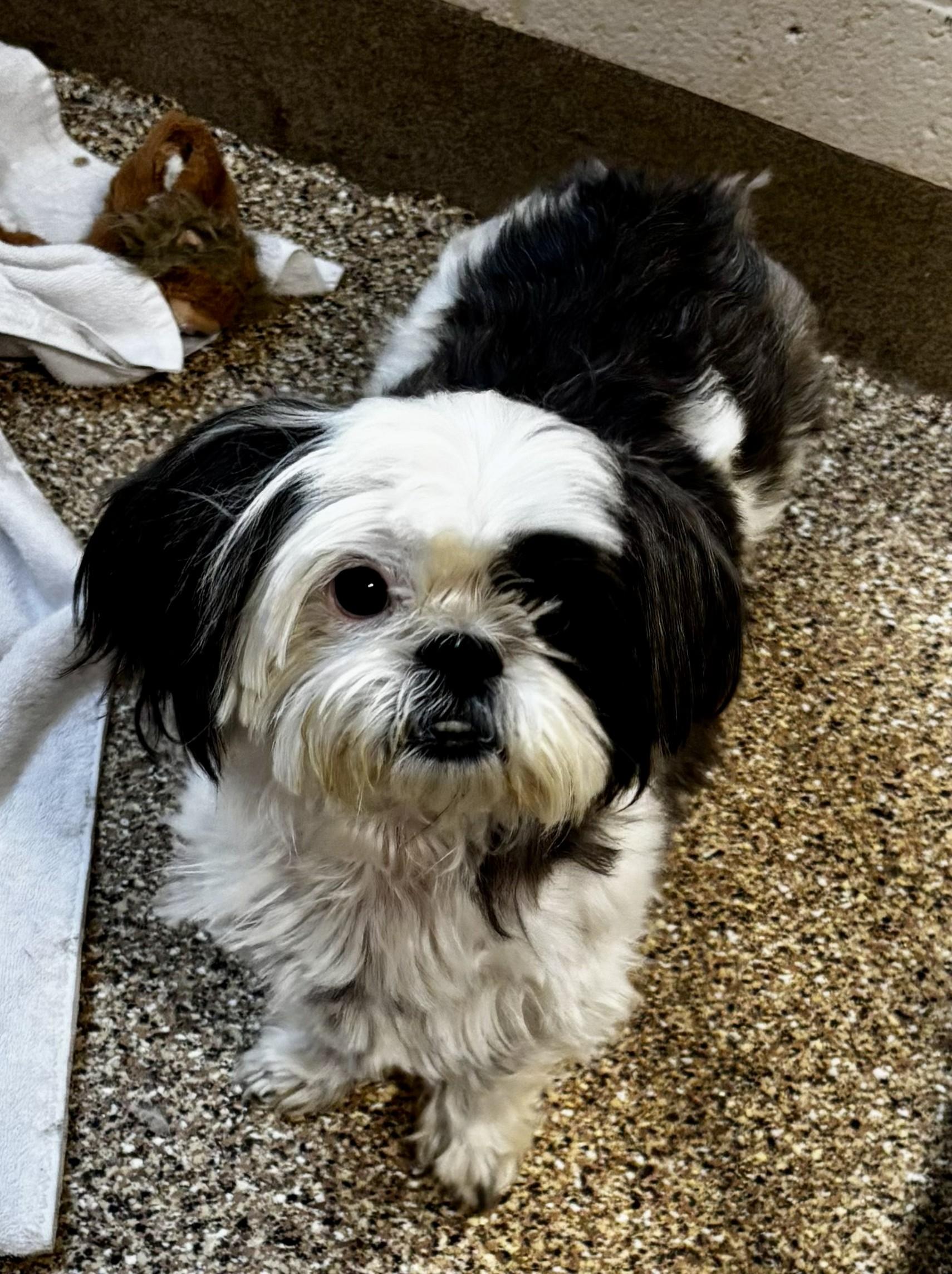 Kathy, adopted, Adult Female Shih Tzu.