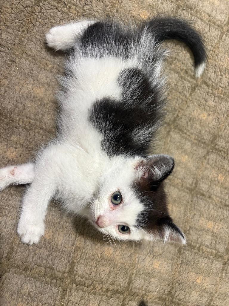 Eeny, a Adoptable mixed breed in Brainardsville, NY image 4/6