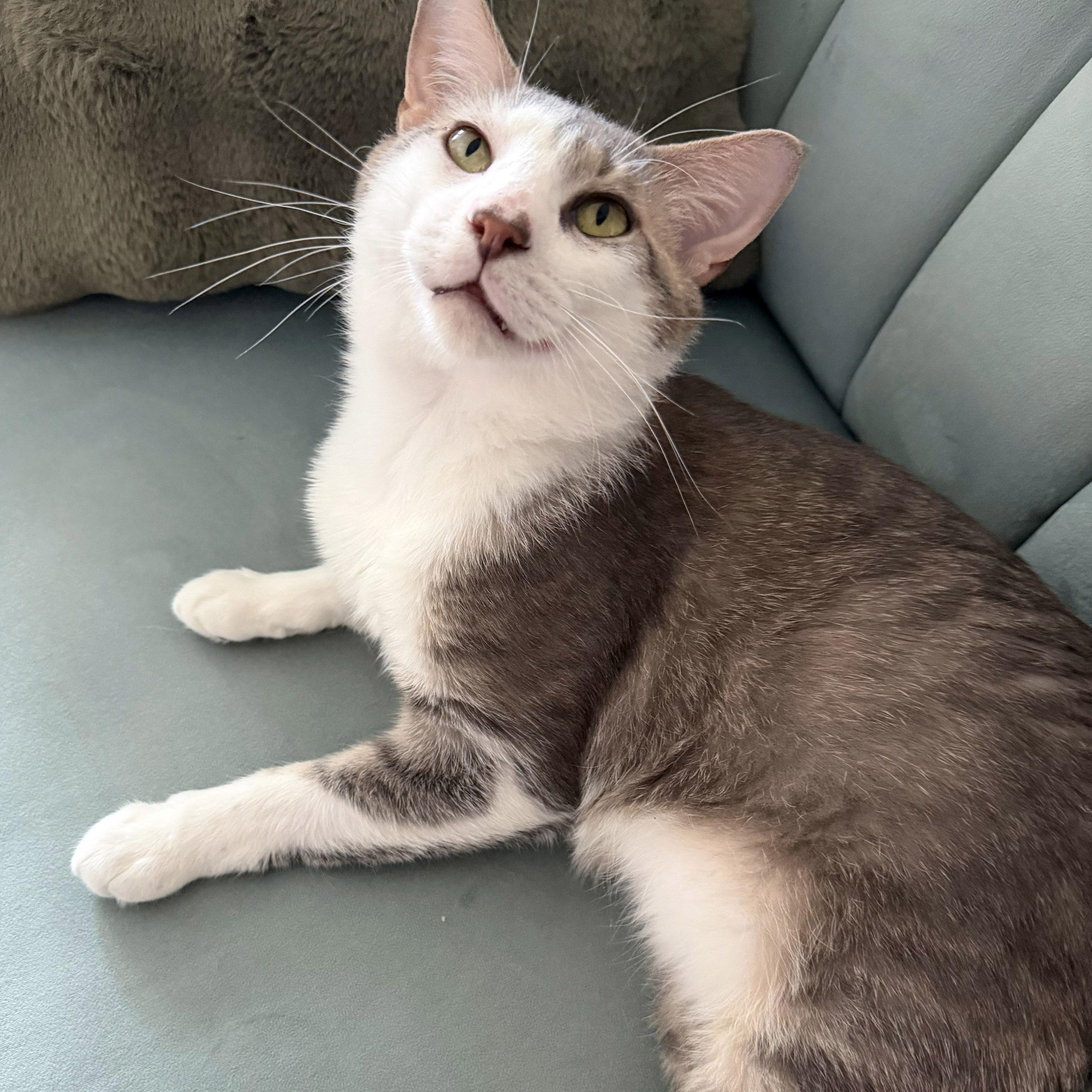 Henry, ADOPTABLE, Adult Male Domestic Short Hair & Tabby.