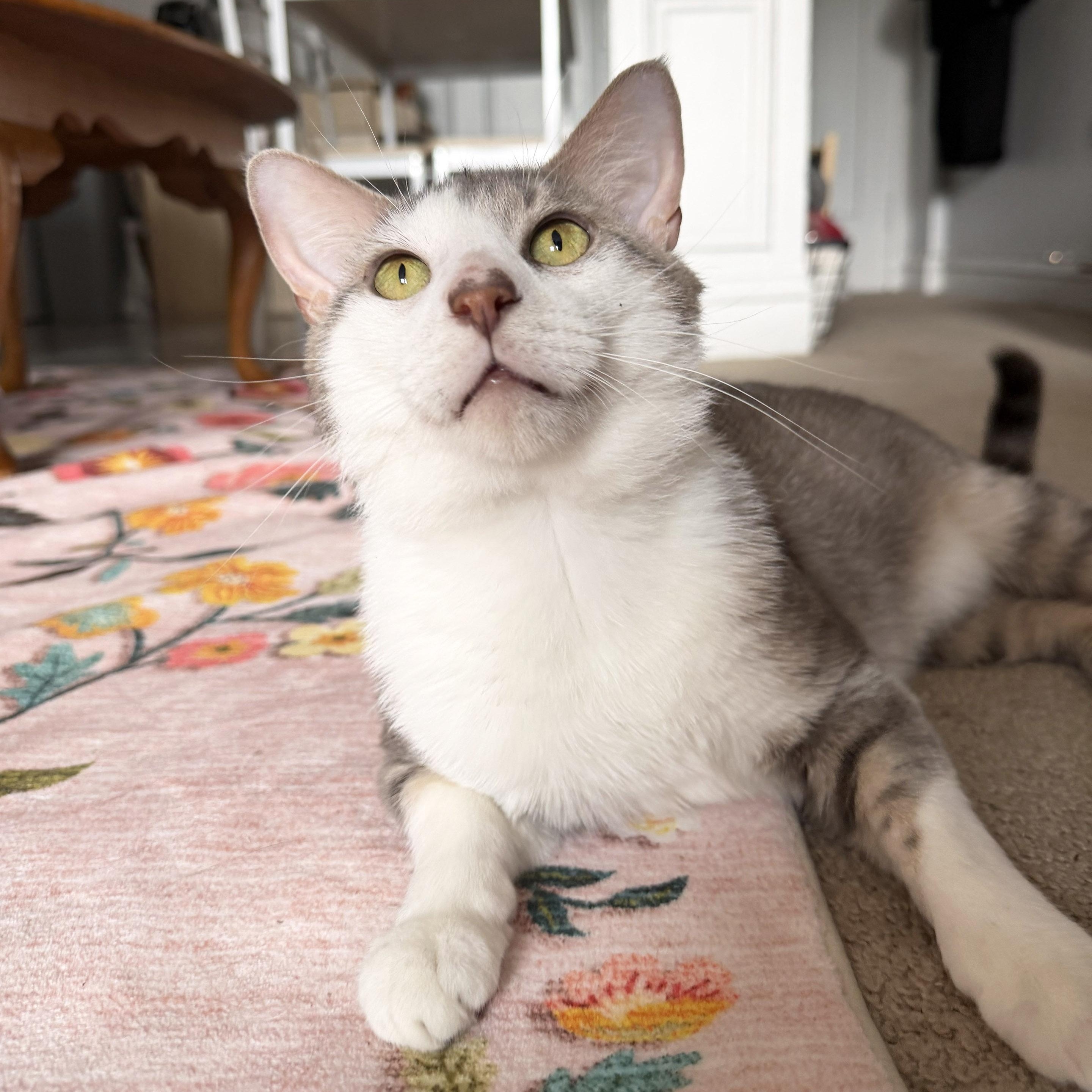 Enlarge Henry, a ADOPTABLE mixed breed in Chicago, IL image 5/6