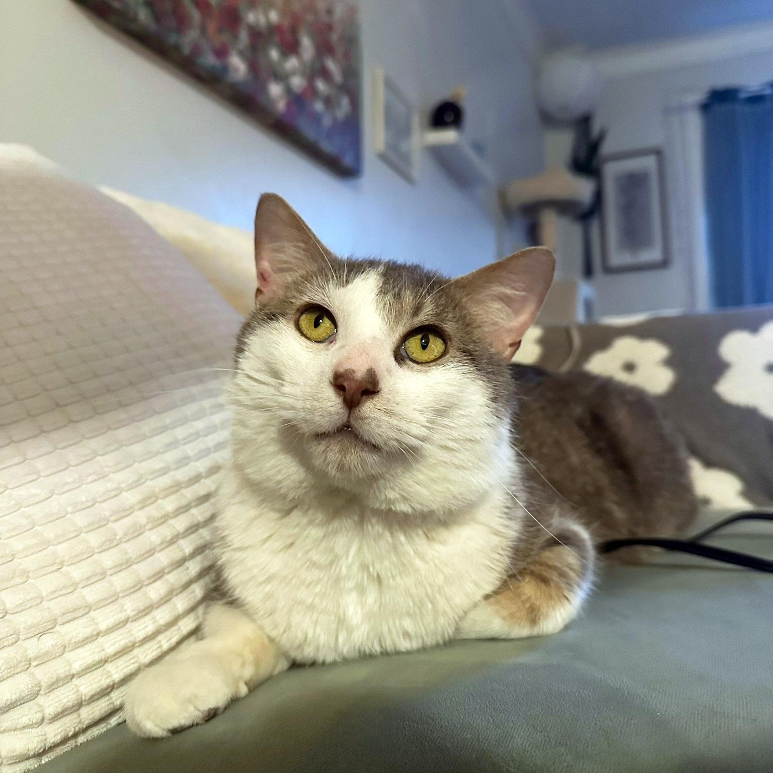 Enlarge Henry, a ADOPTABLE mixed breed in Chicago, IL image 3/6