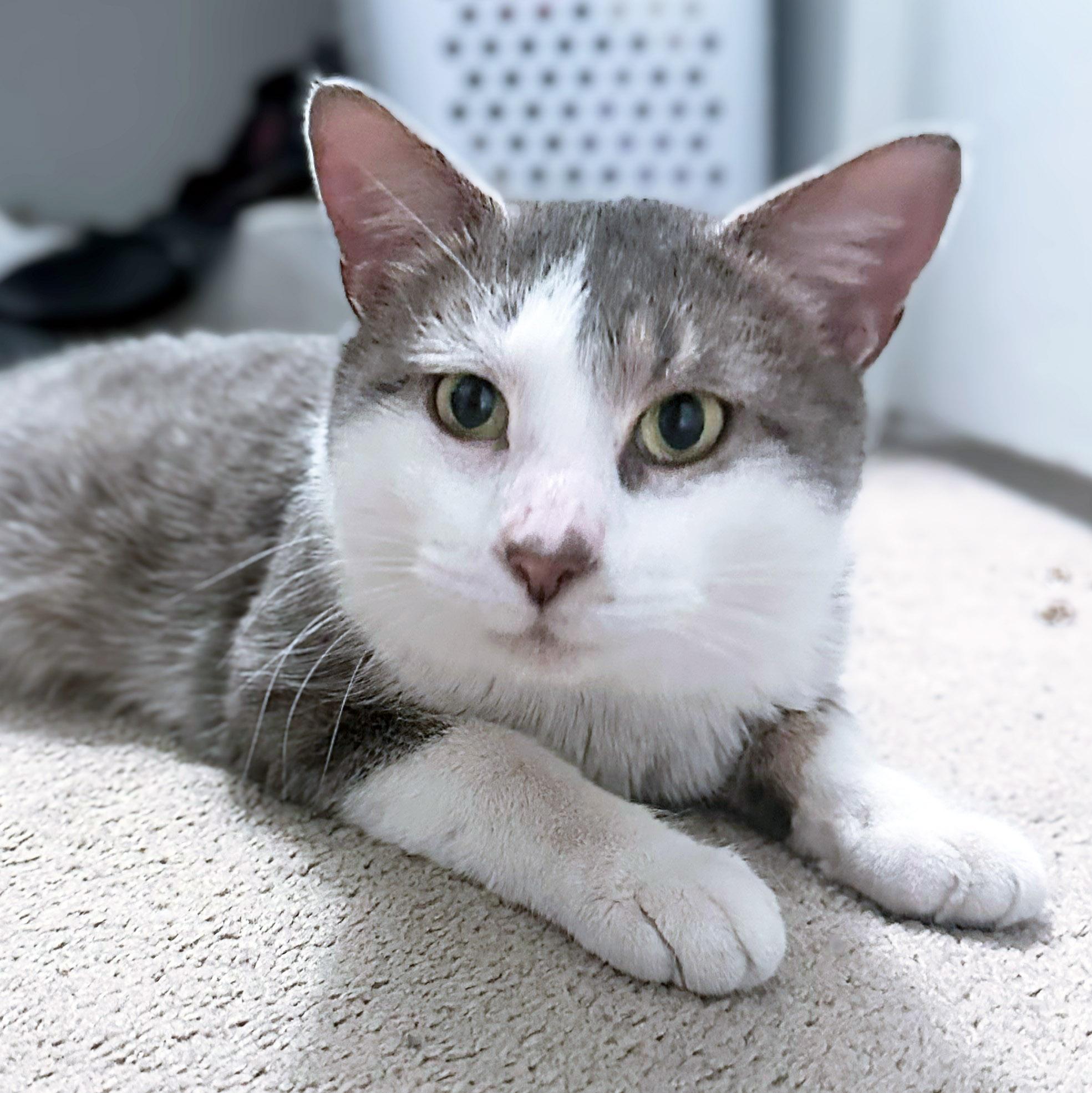 Henry, ADOPTABLE, Adult Male Tabby & Domestic Short Hair.