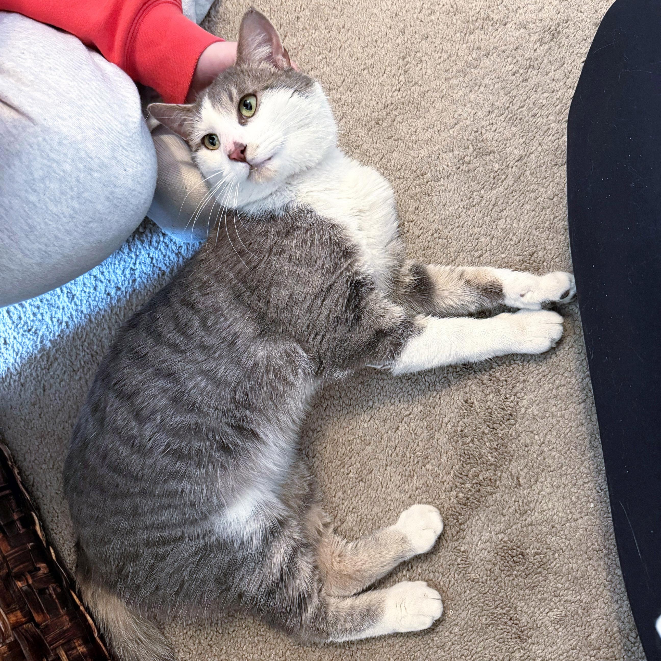 Enlarge Henry, a ADOPTABLE mixed breed in Chicago, IL image 2/6