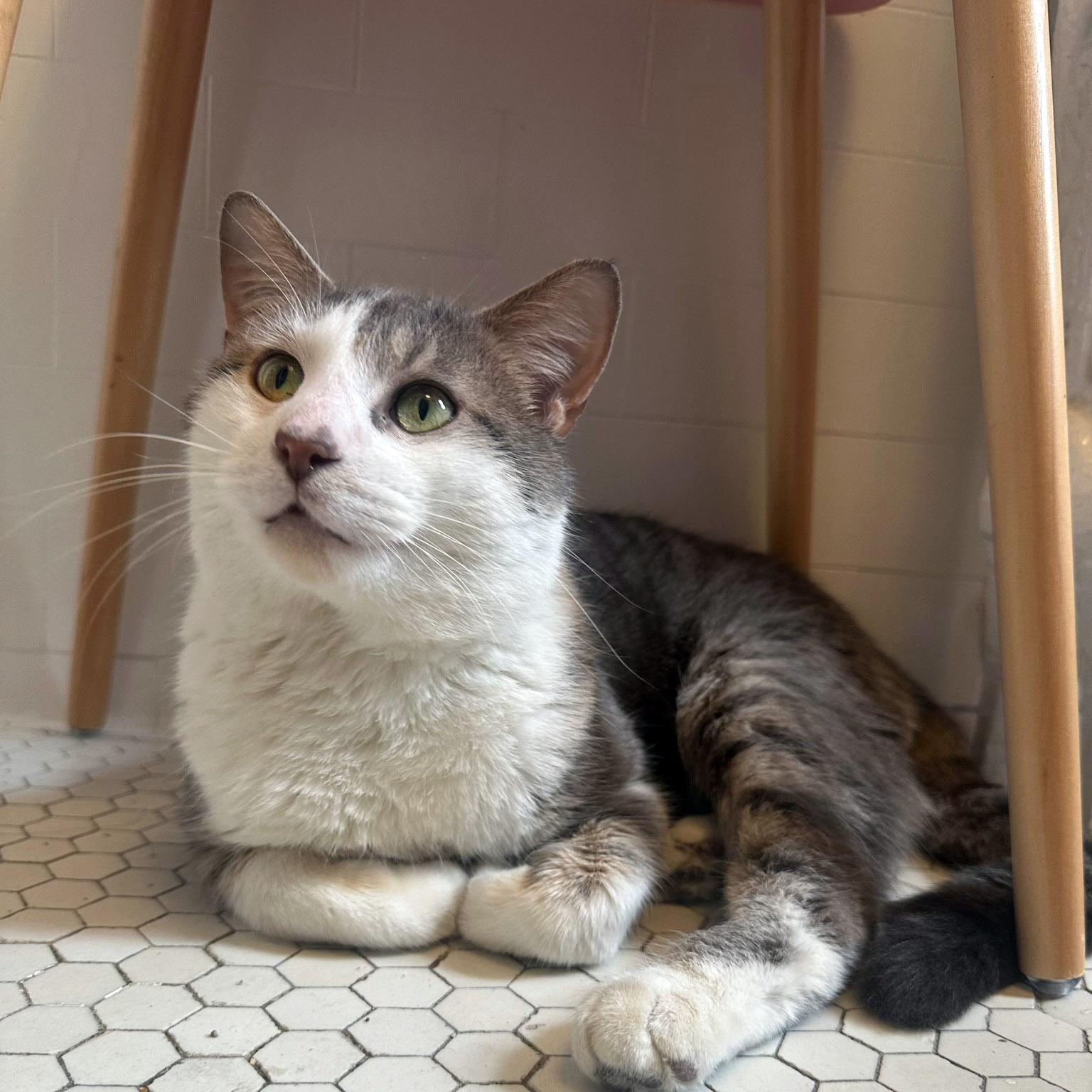 Enlarge Henry, a ADOPTABLE mixed breed in Chicago, IL image 6/6