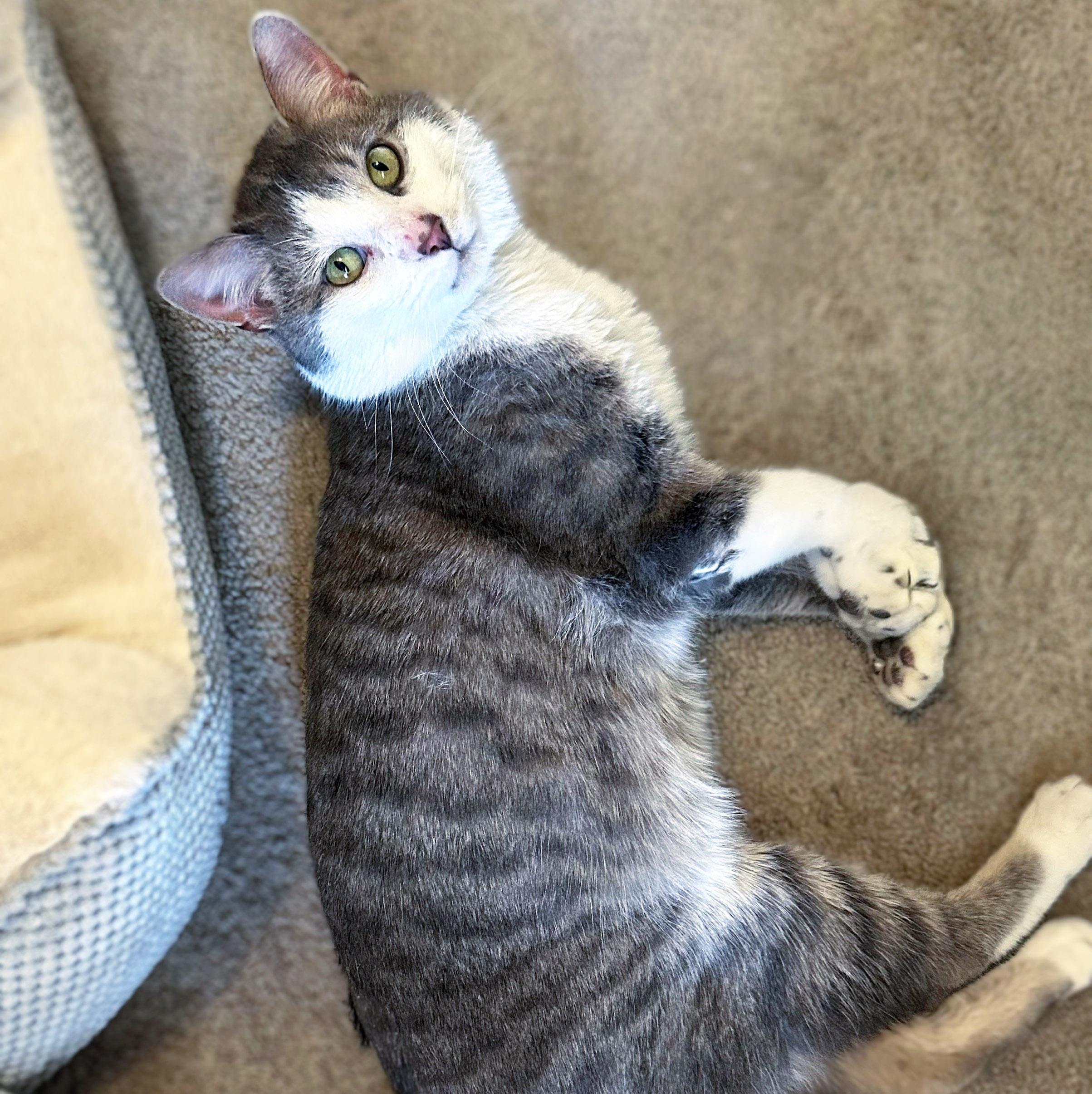 Enlarge Henry, a ADOPTABLE mixed breed in Chicago, IL image 5/6