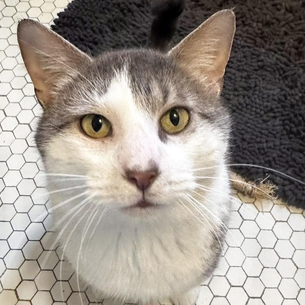 Enlarge Henry, a ADOPTABLE mixed breed in Chicago, IL image 4/6