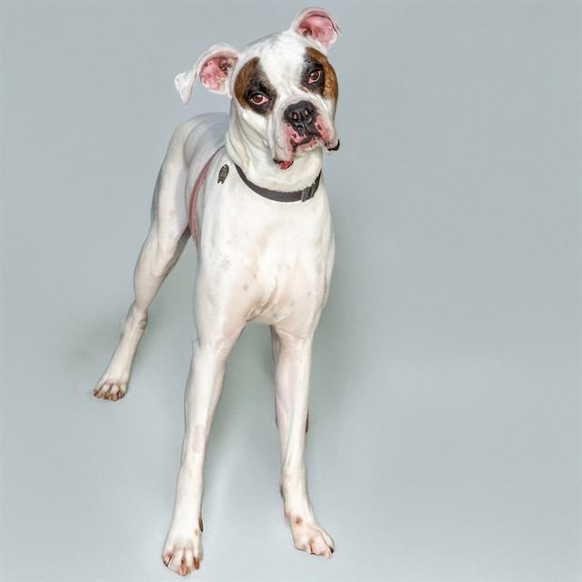 ZEUS, Adoptable, Adult Male Boxer.