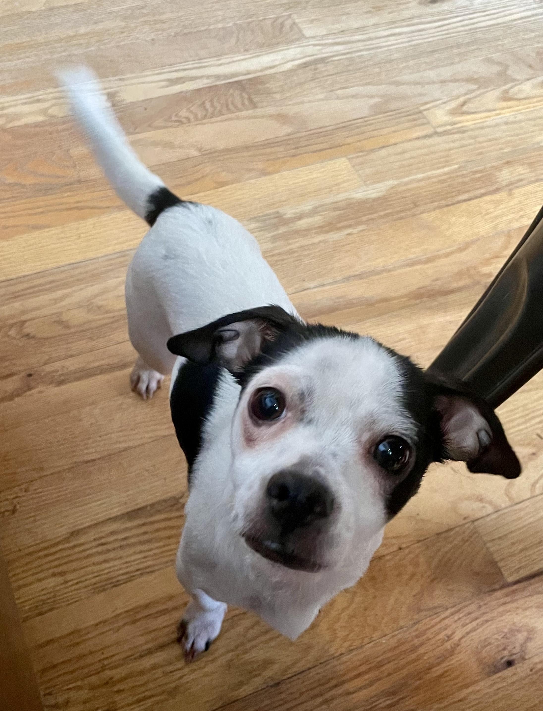Enlarge Rosie, an adopted Chihuahua in MORAVIAN FALLS, NC image 3/5