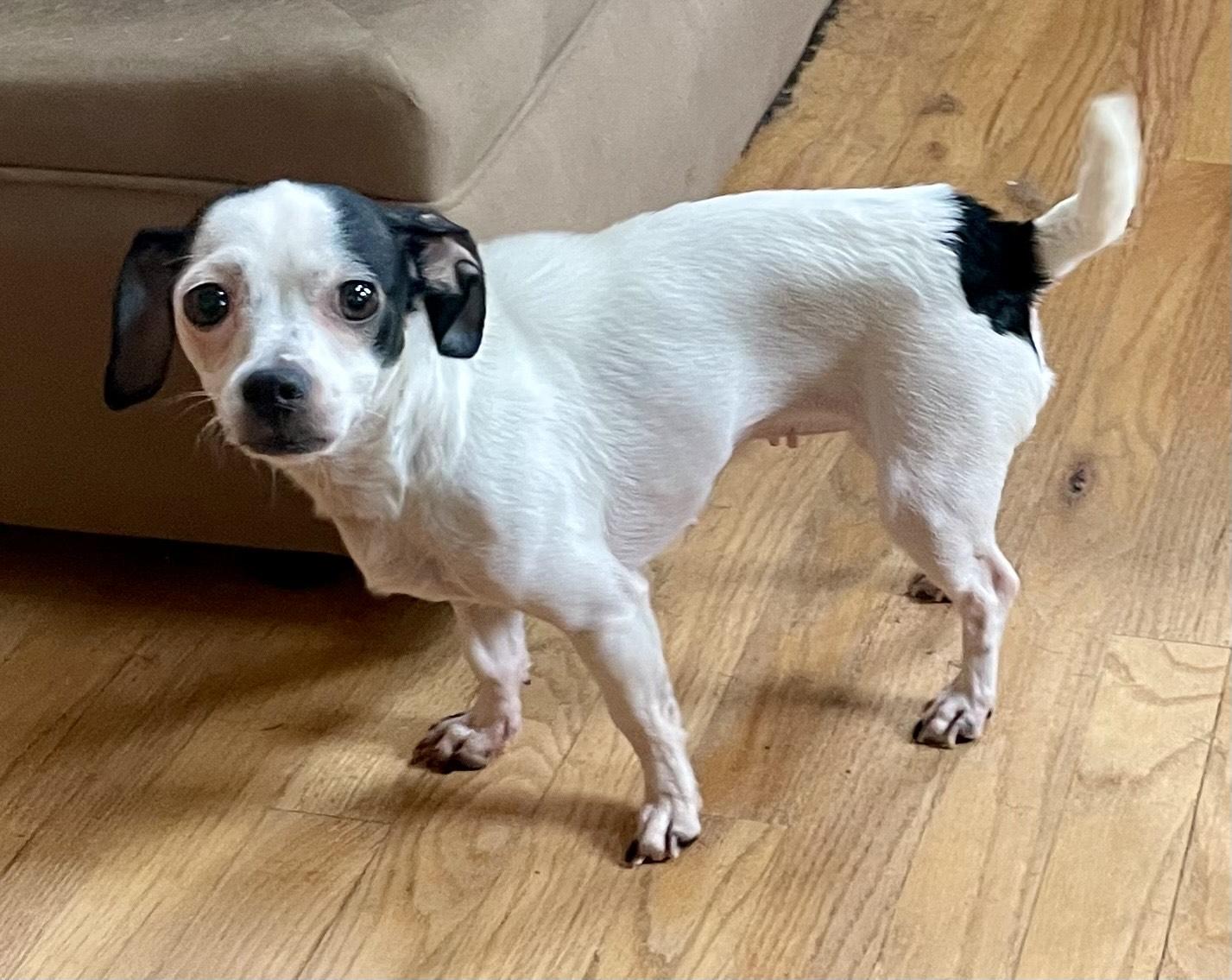 Enlarge Rosie, an adopted Chihuahua in MORAVIAN FALLS, NC image 2/5