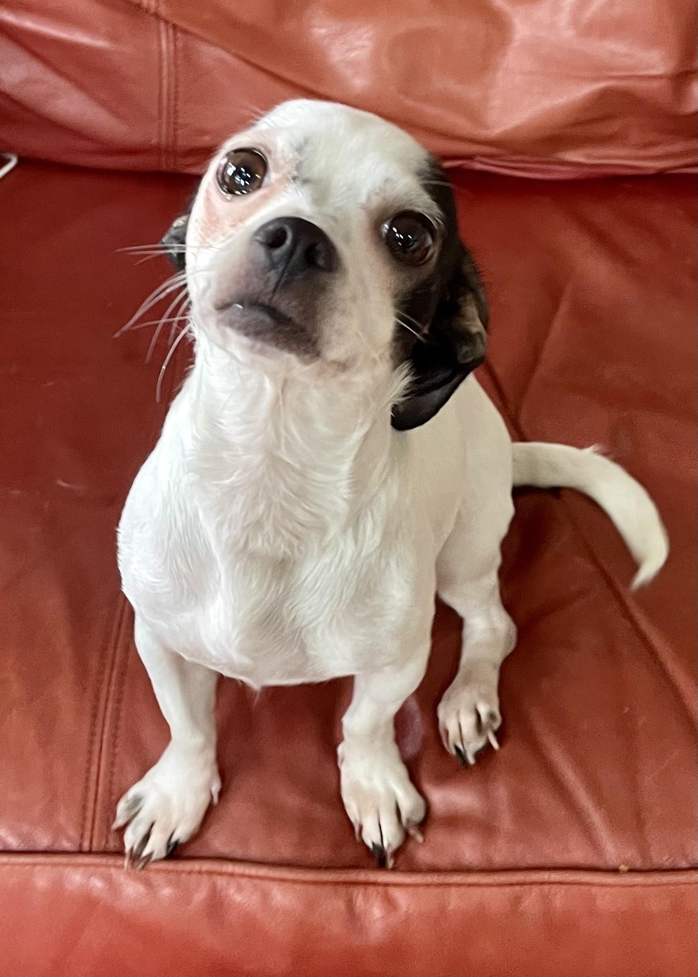 Enlarge Rosie, an adopted Chihuahua in MORAVIAN FALLS, NC image 4/5