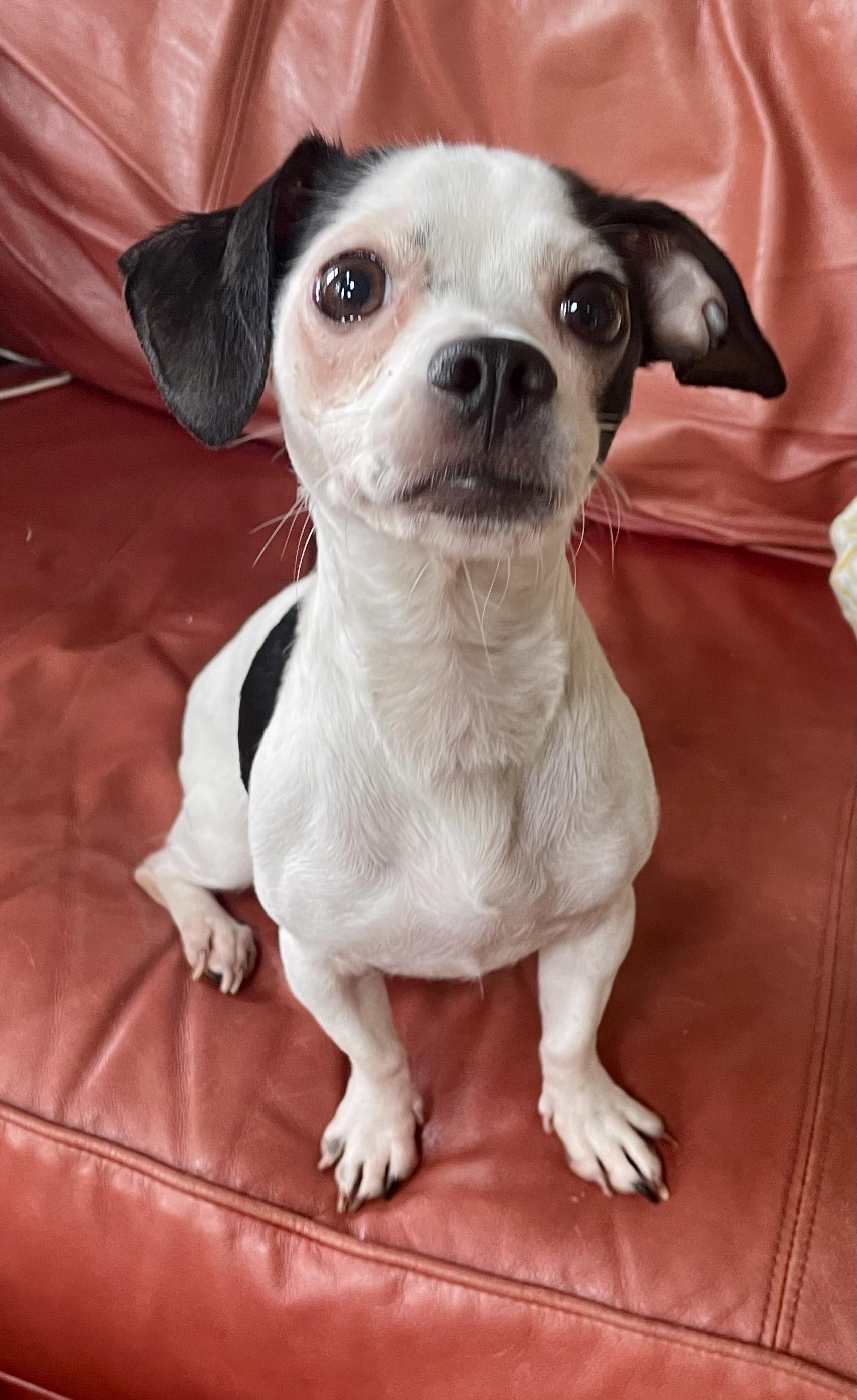 Enlarge Rosie, an adopted Chihuahua in MORAVIAN FALLS, NC image 5/5