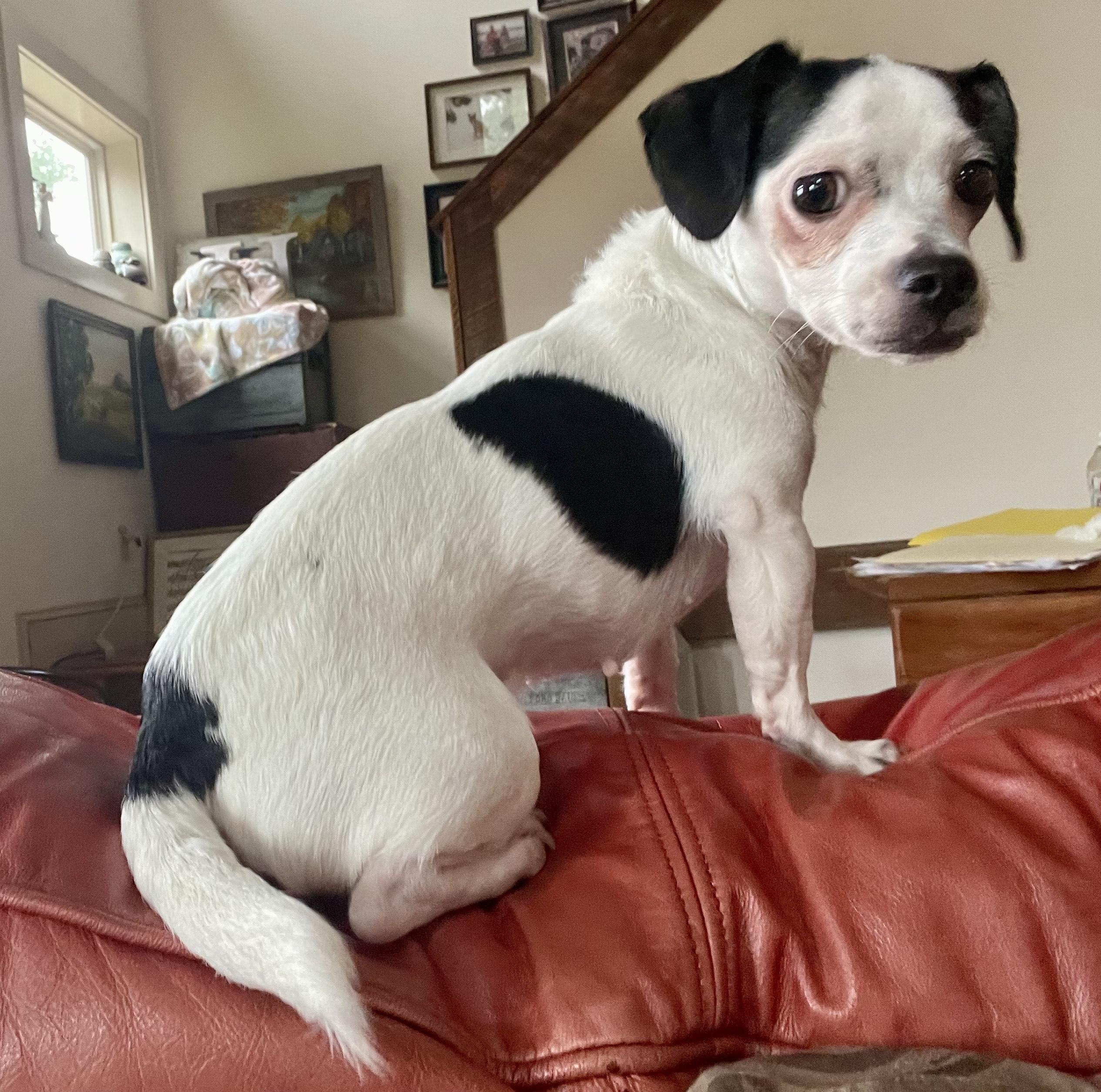 Rosie, adopted, Adult Female Chihuahua.