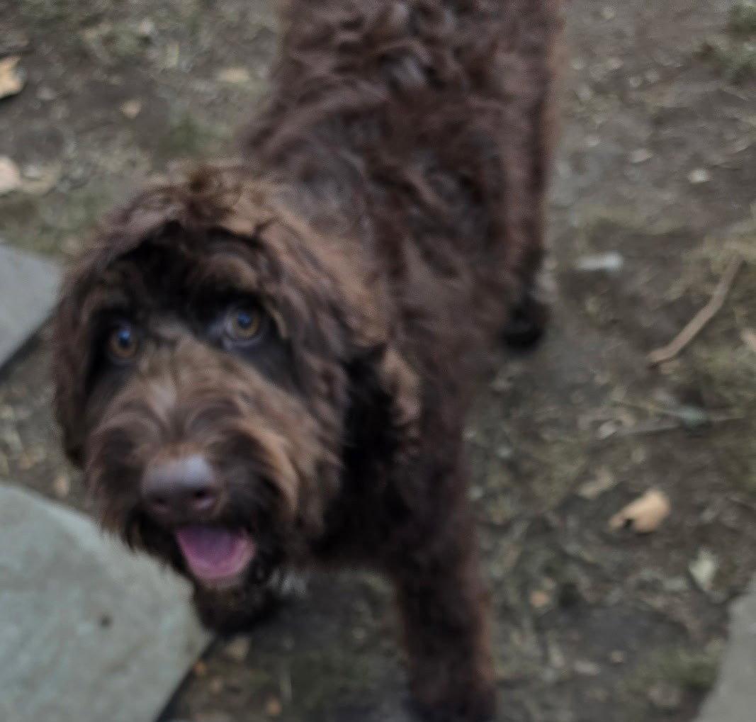 Enlarge Koda, a Adoptable mixed breed in Tenafly, NJ image 1/1